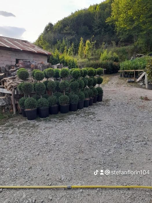 Brazi leilandi mesteacăn tei pawlonia