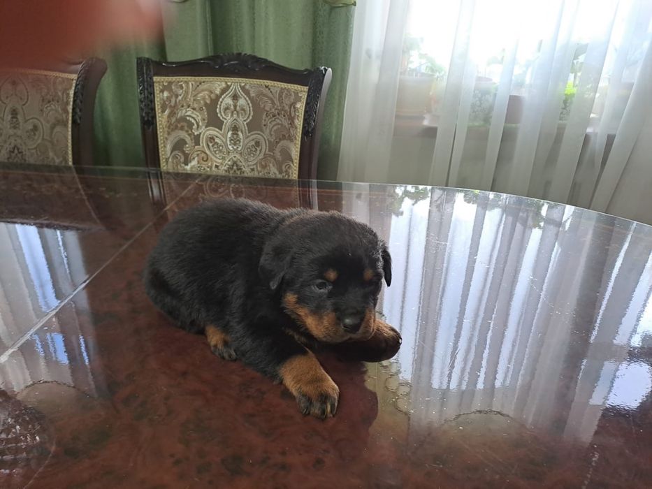 Продам кутят ротвейлера (бронь)