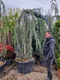 Cedru - cedrus atlantica glauca ( argintiu, blue, verde ) libanez