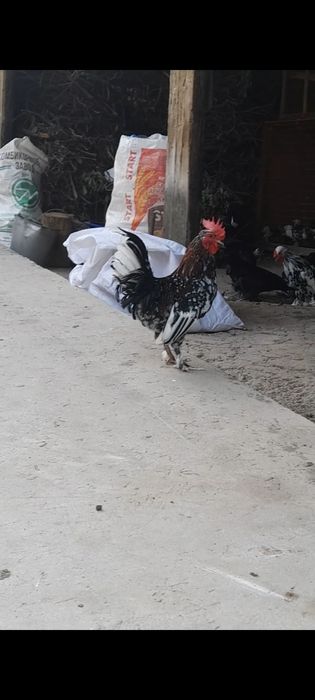 Продам японский петухи карликовые,