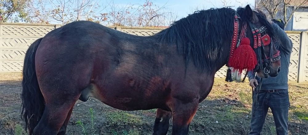 Vând mânz cuminte de 3 ani