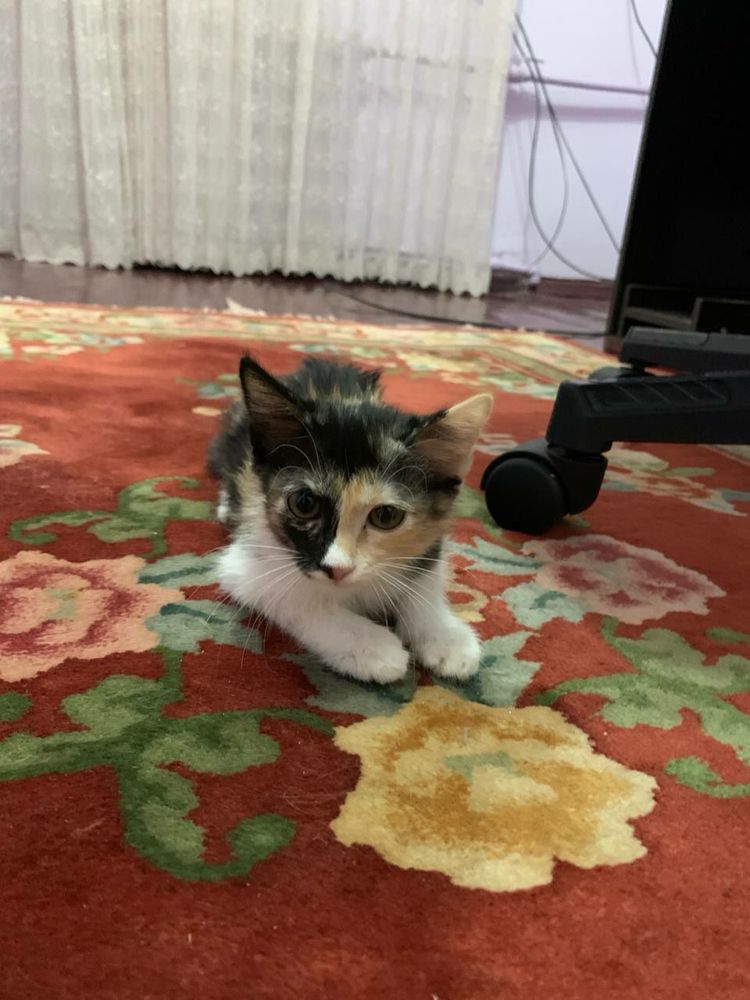 Отдаю котят в очень добрые руки