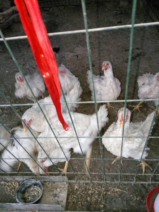 Дамашни товула сотилади оладиганла тел килила