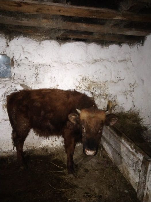 Продам Сатылады бычок баспақ семіз немес жабағыға ауыстрам