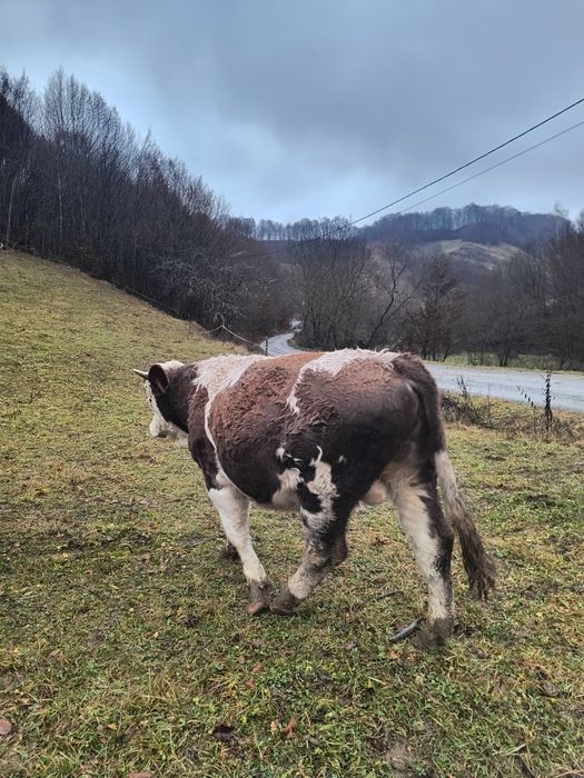 Vând taur bălțat!