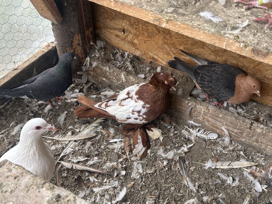 Vand tobosari germani si tobosari de dresla