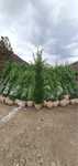 Leylandii Chiparos / Plante ornamentale