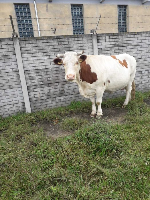 Vând vacă bălțată