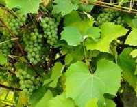 Листья винограда консервированные от интернет-магазина "Фортуна"