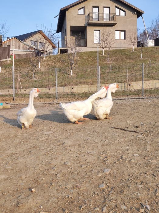 Gâște holmogor originale