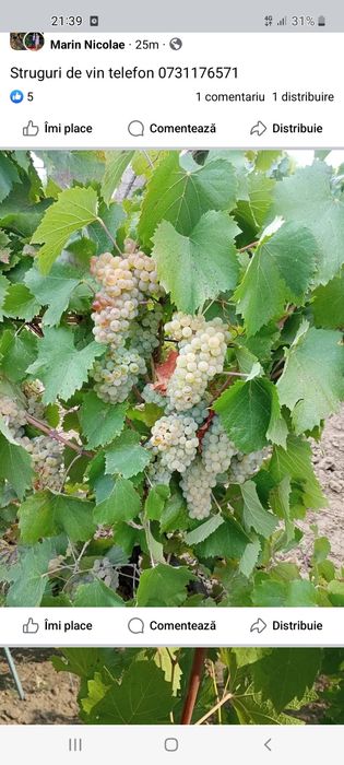 Vand  Struguri de Vin
