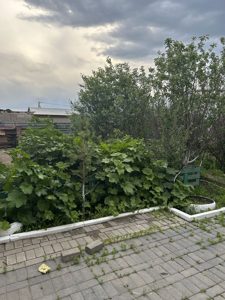 Продается дом Коянды