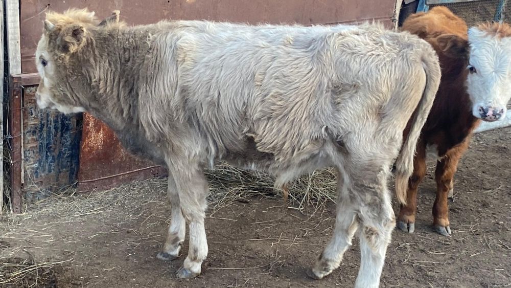 Баспак еркек баспак