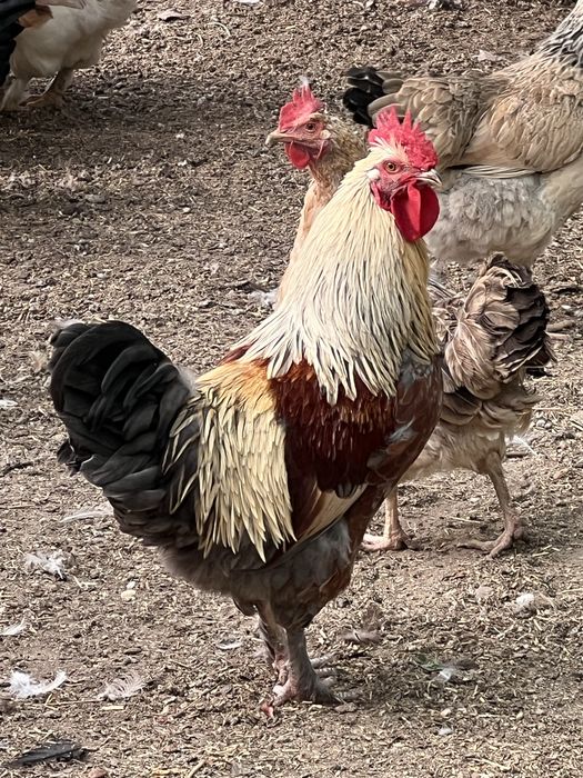 Хорозлар / Петухи