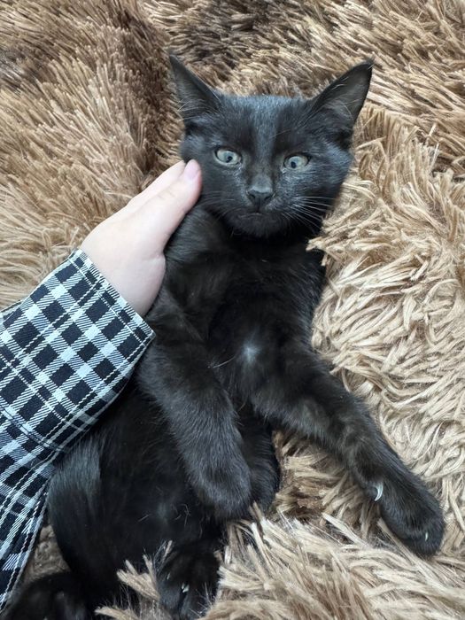 Котенок, мальчик