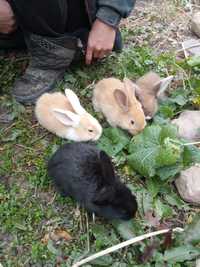 Кролики Бараны Французские