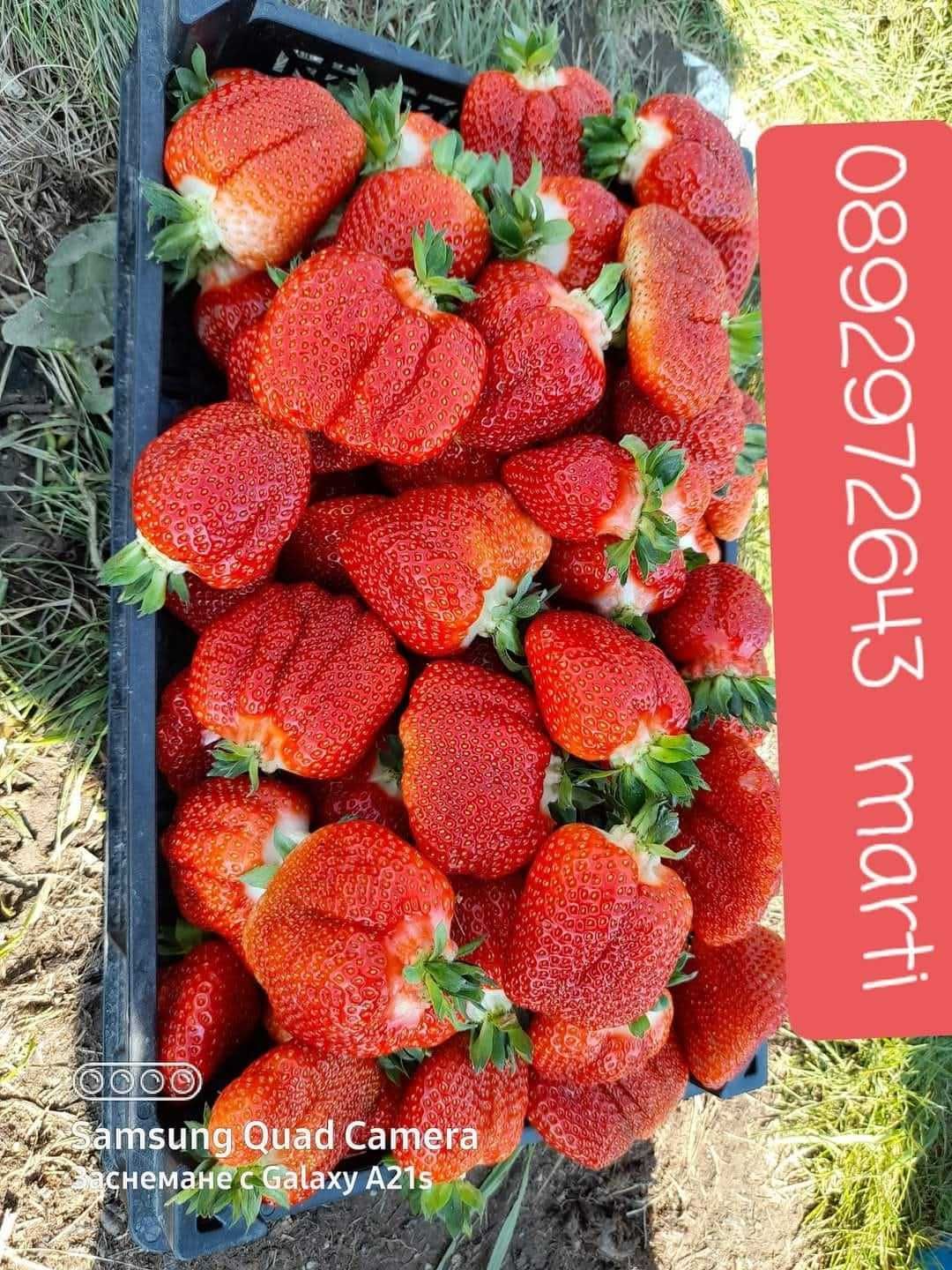 Разсад ягоди и малини