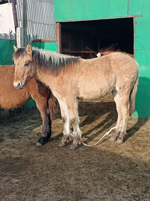 Продам жеребенка