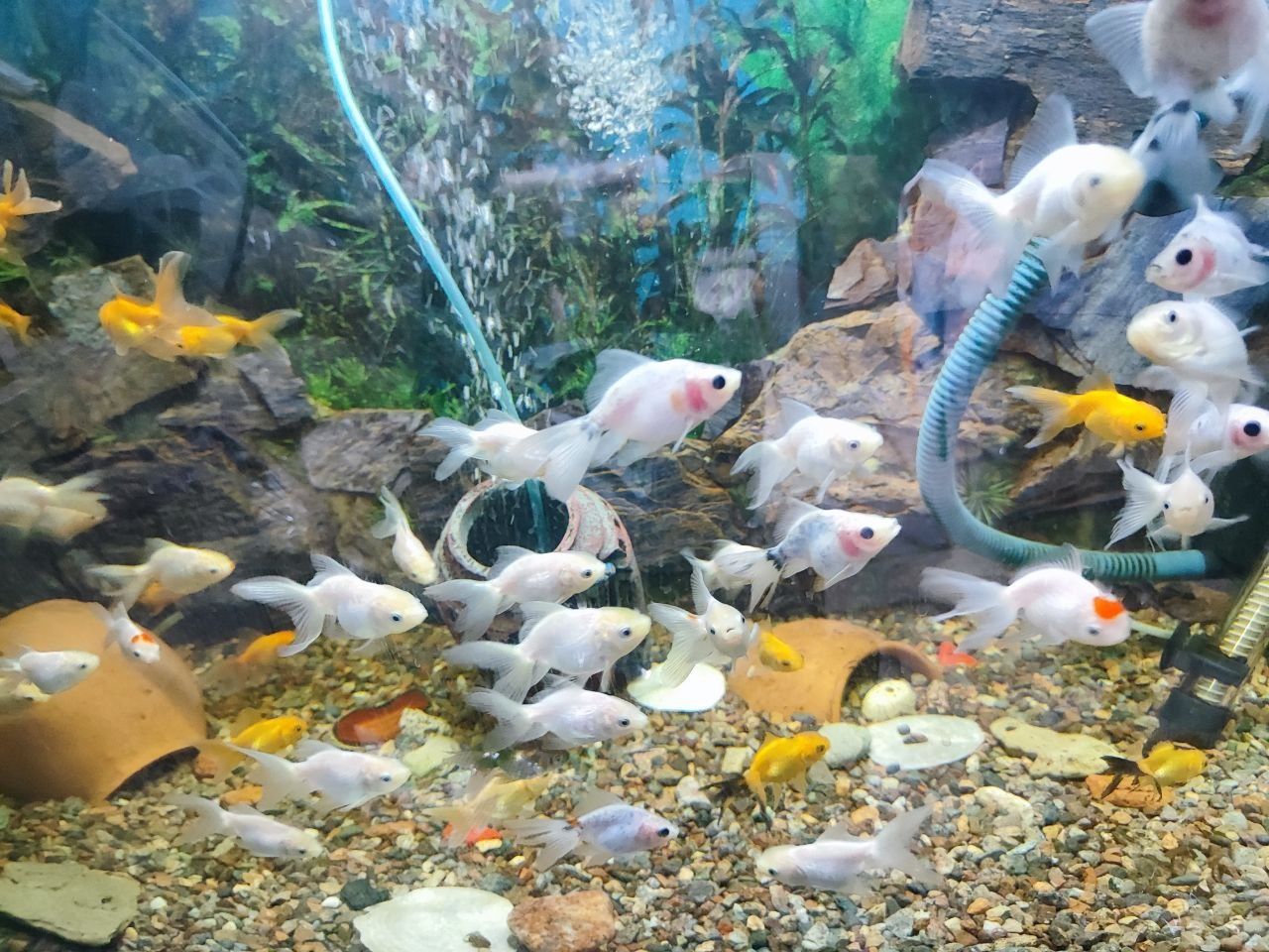 Mushuk ovqat baliq qushlar Zoomagazin Reptarium