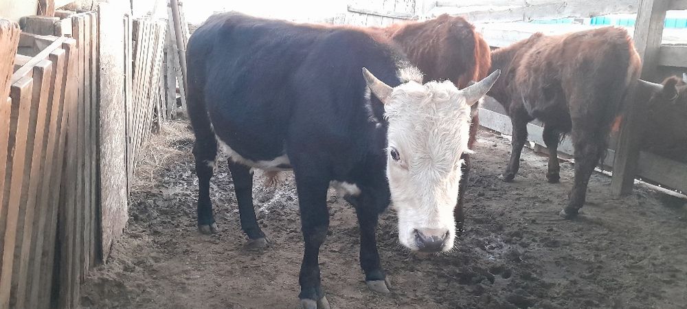 3 бас бұқа сатамын 2 жылдықтар