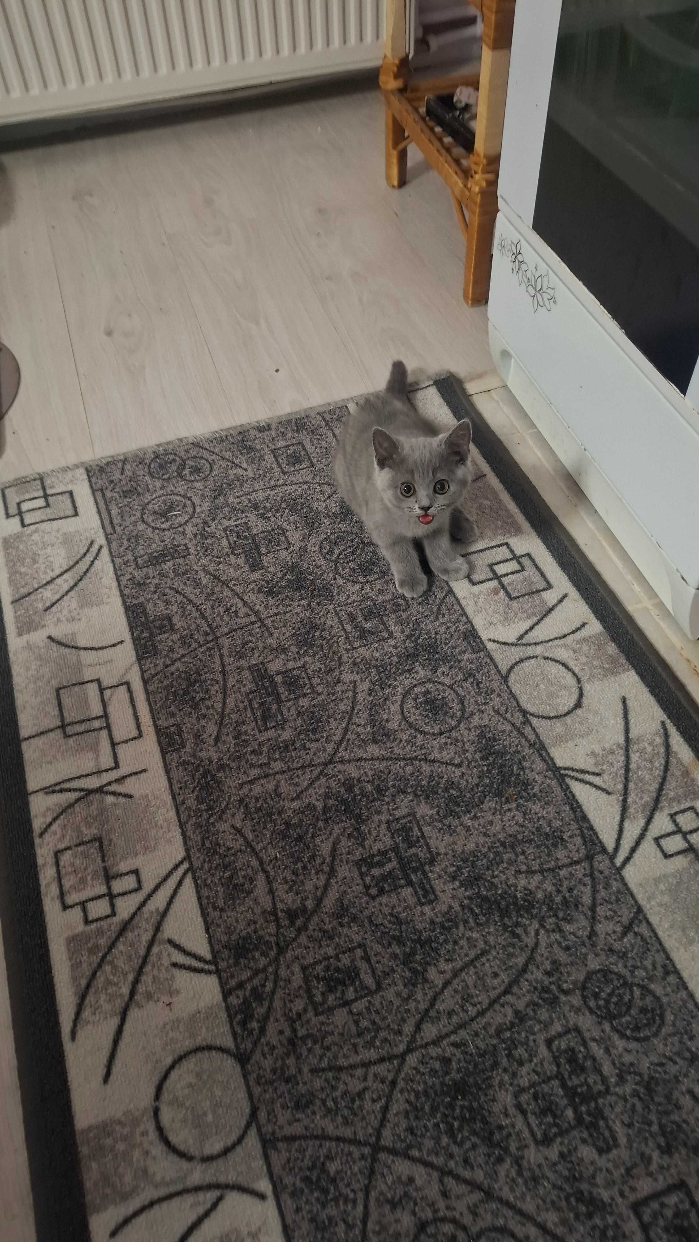 Британски късокосмести котета