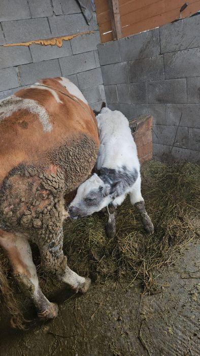 Vând vacă cu vitel