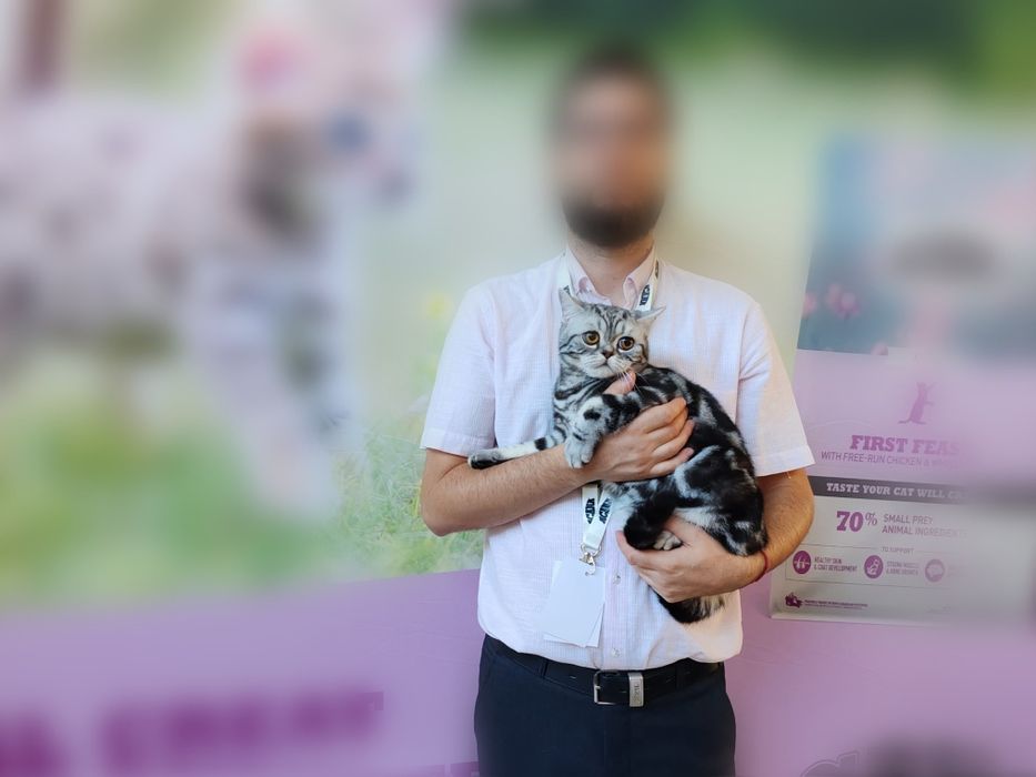 Motănel scottish straight