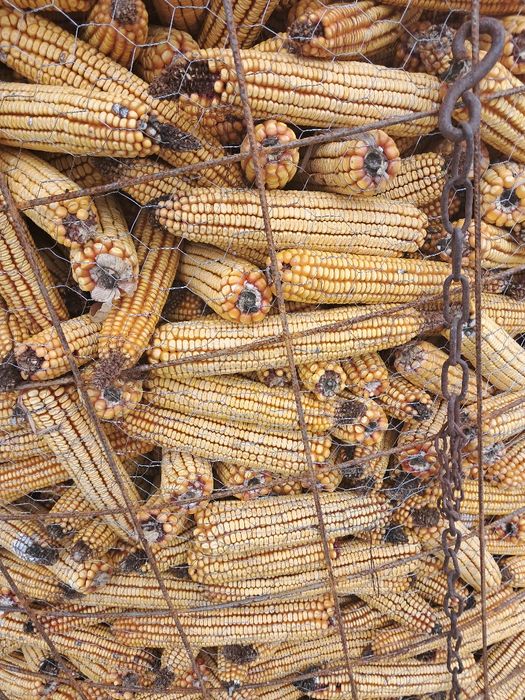 Vând știuleți de porumb producție 2025!