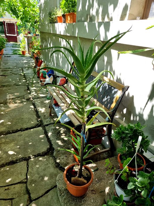 Vand Aloe Vera, vechime peste 15 ani
