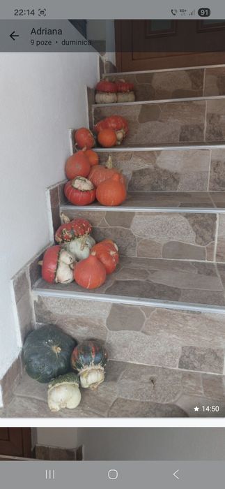 Tartacute dovleci ornamentali