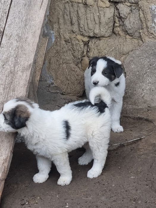 Donez 4 căței adorabili.