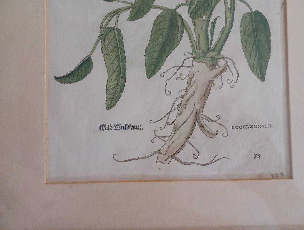 Tablou vintage fila botanica foarte veche