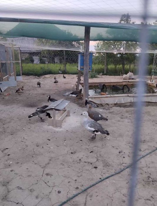 Vând rate exotice și gâște exotice