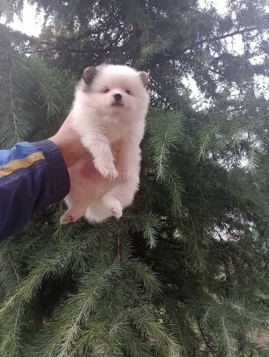 Бели Померани !!