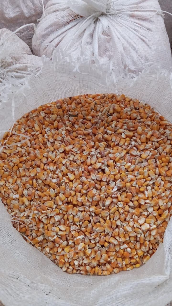 Продаю кукурузное зерно  110тн/кг Жугери дан 110тн/кг. Кукуруза Астана