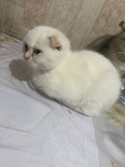 Продается котята