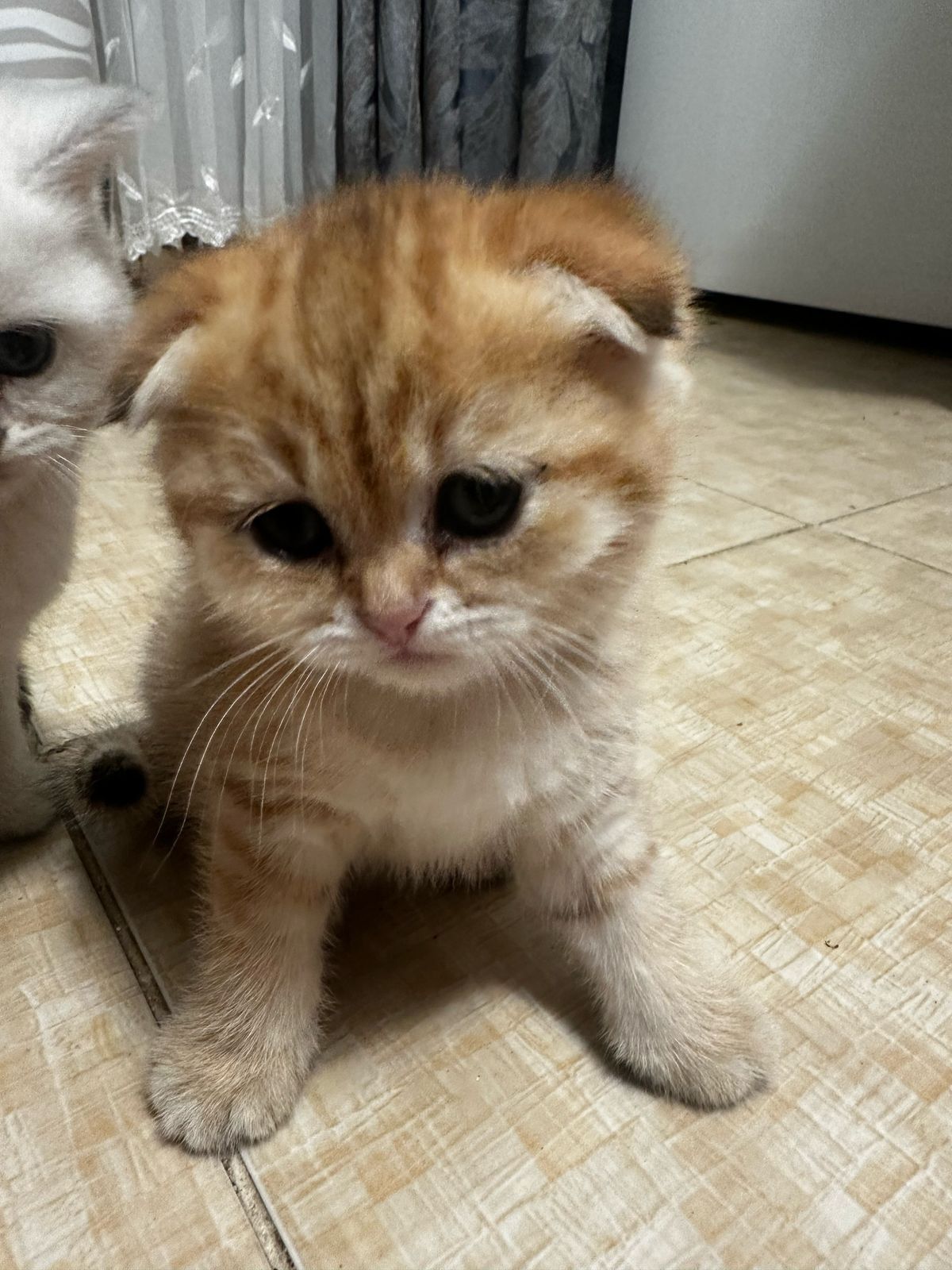 Милые котята. Шиншиллы