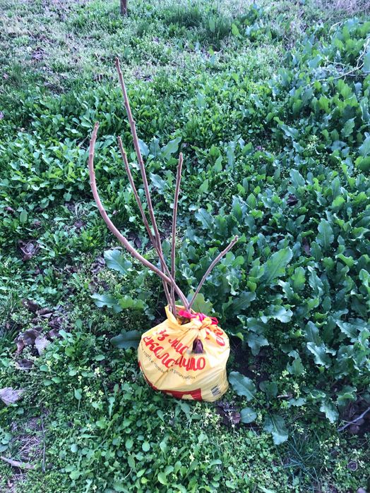 фиданки от Рустифина, декоративно дърво Rhus typhina Tiger Eyes