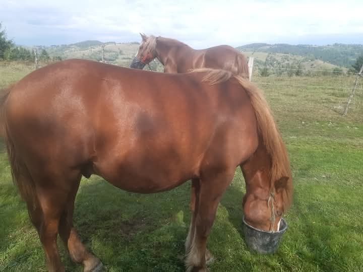 Vând manz de 1 an și 3 luni