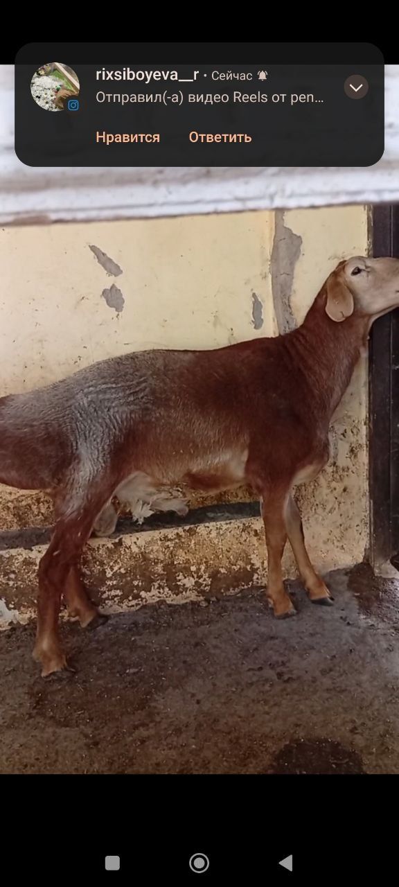 Uyda boqilgan qoy