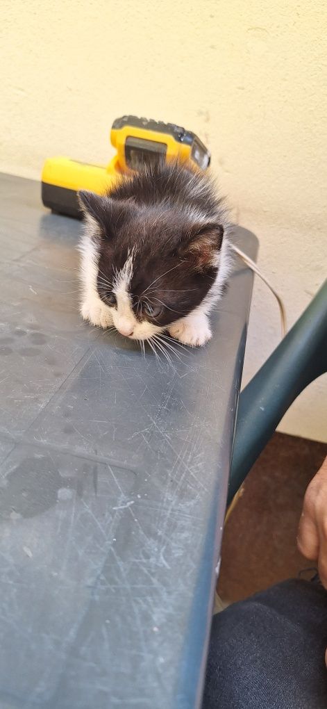 Donez pui de pisicuțe  donez pisici au o luna