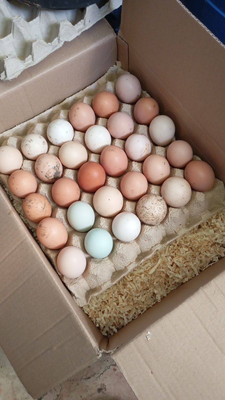 Ouă de găină pentru incubat colorate