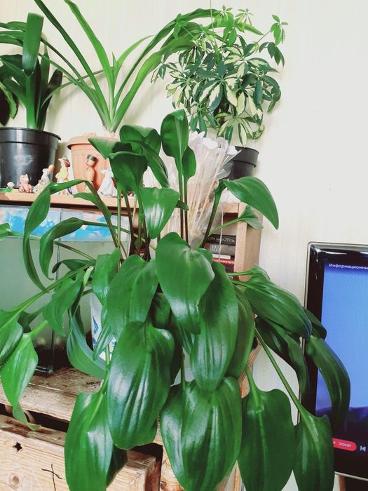 Продам комнатный цветок