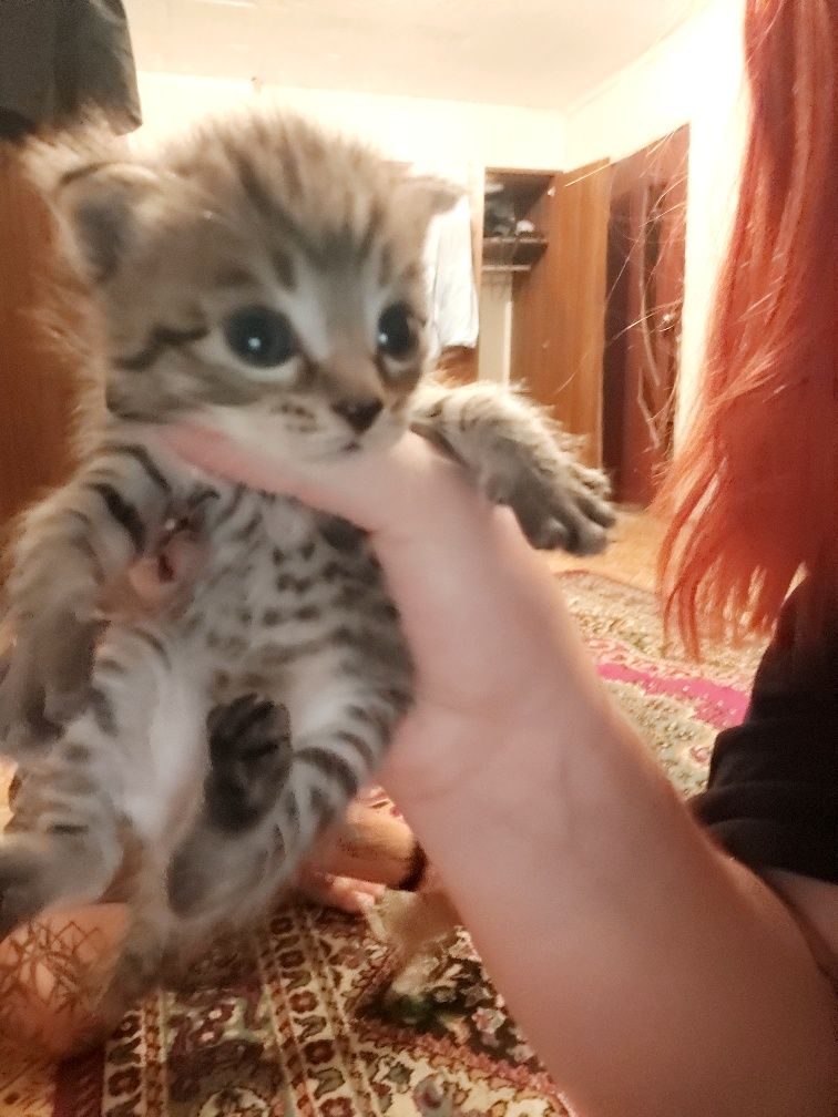 Котята вислоухие
