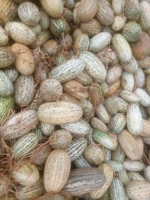 Chorvaga berish uchun qovun