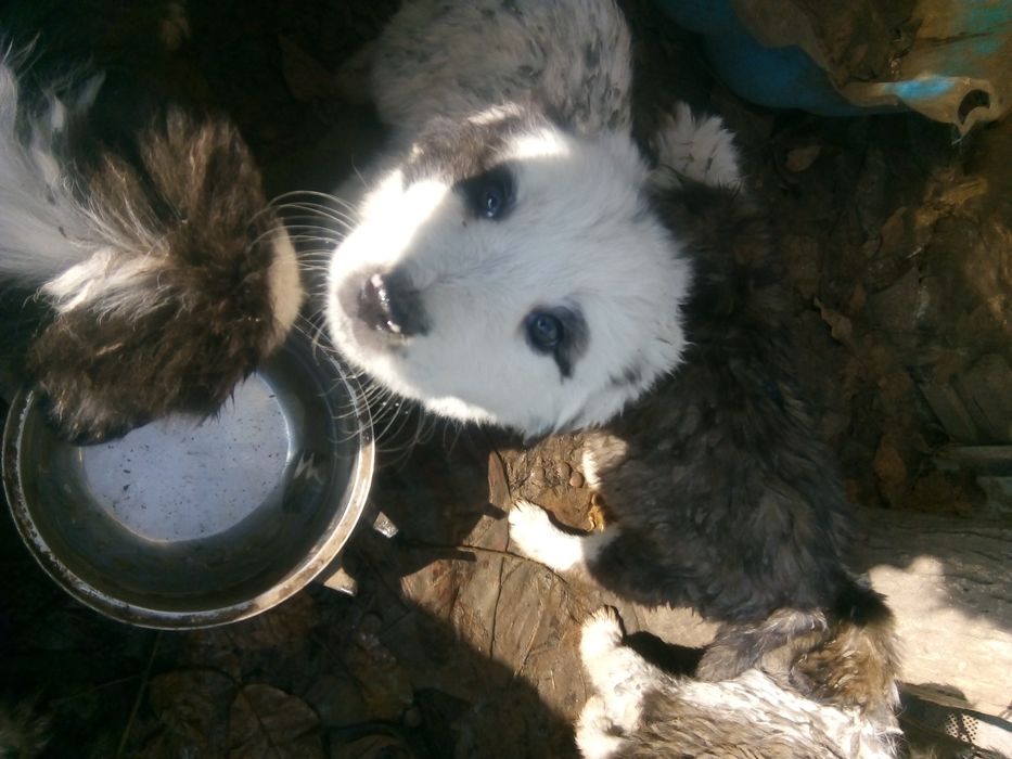 Подарявам кученца каракачанки , на месец и половина.