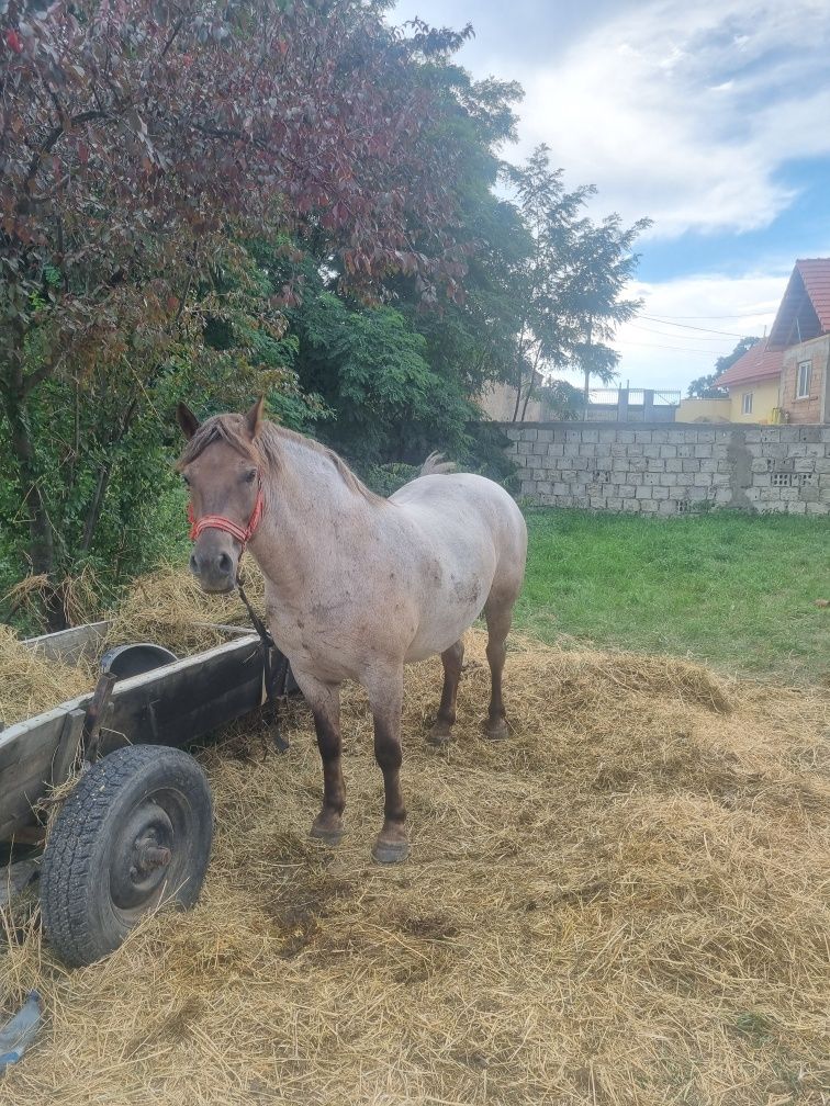 Vand Cal Iapa de 5 ani