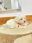 Puiuti bichon maltez alb