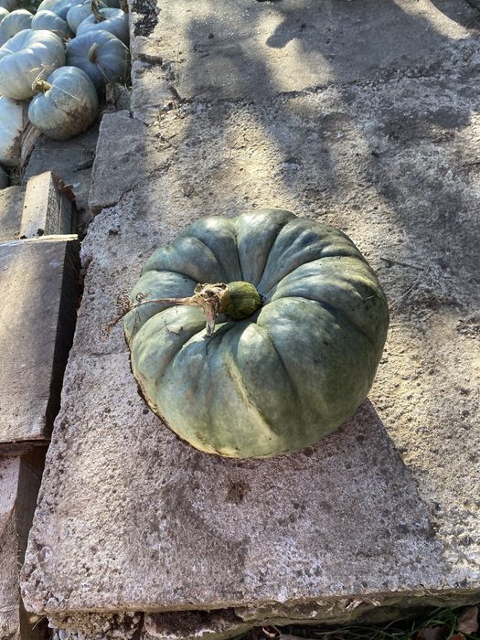 Vand dovleac de copt si de haloween cal.2 pentru animale