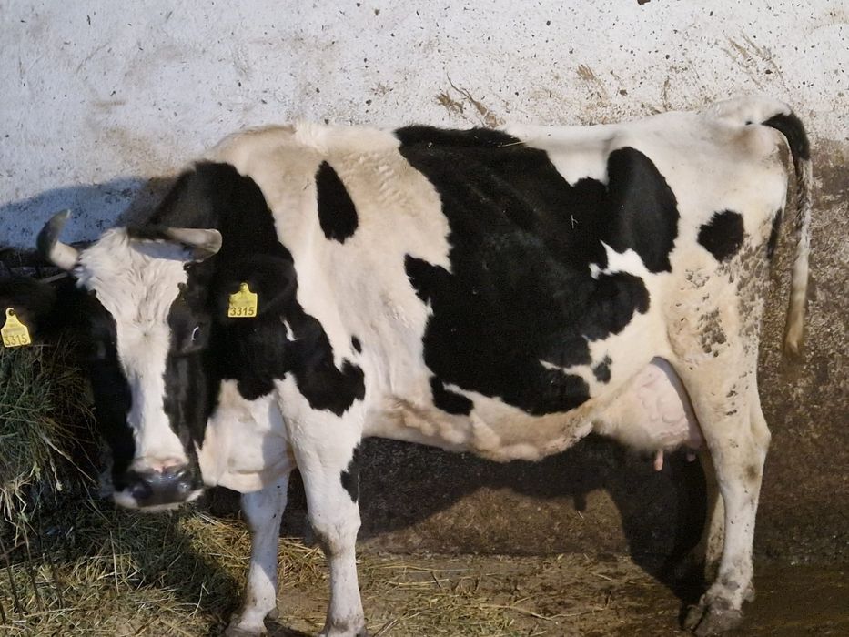 Vând vacă Holstein